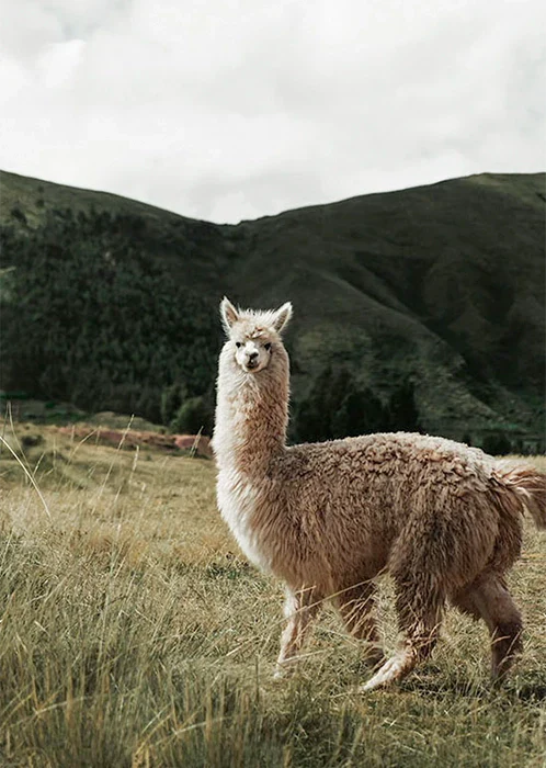 Alpaca