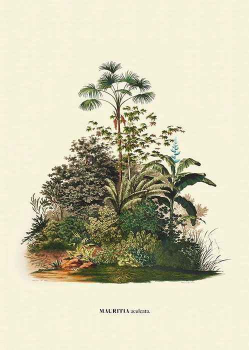 Aculeata by Carl von Martius